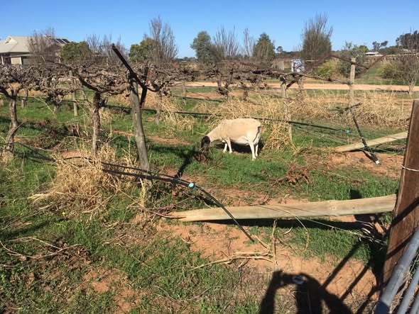 Elderly farmer with weathered hands gently examining purple grape clusters on vine in golden morning light