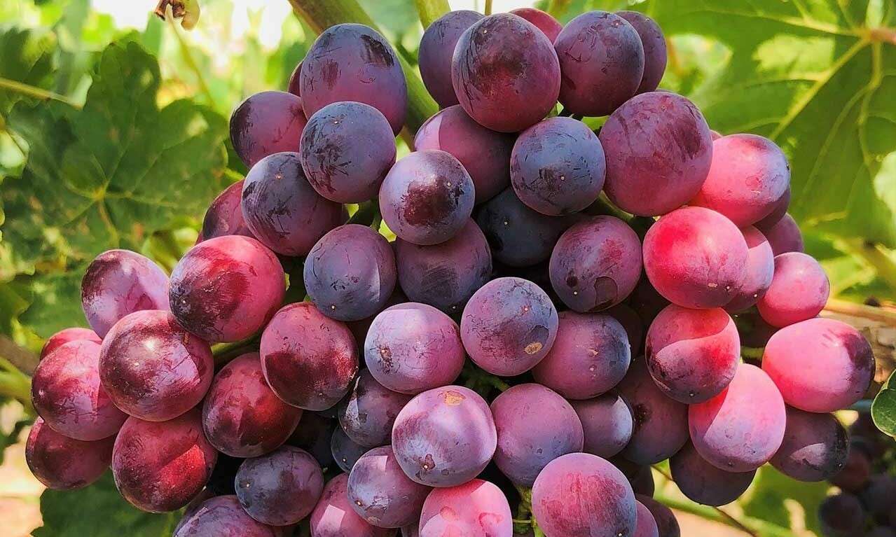Light green Sunrise Seedless grapes in compact clusters on the vine