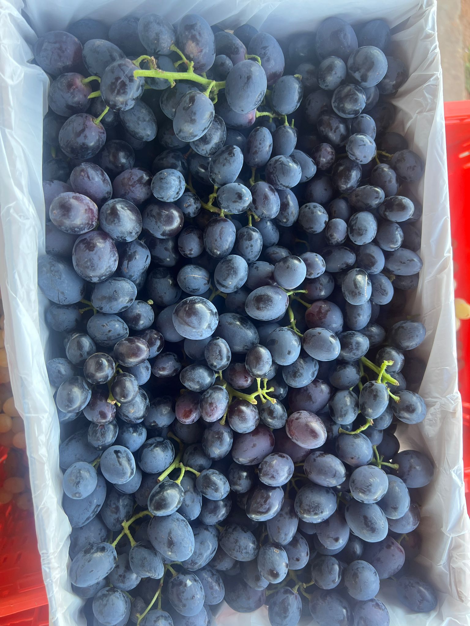 Large dark purple Autumn Royal grapes with bold berry size