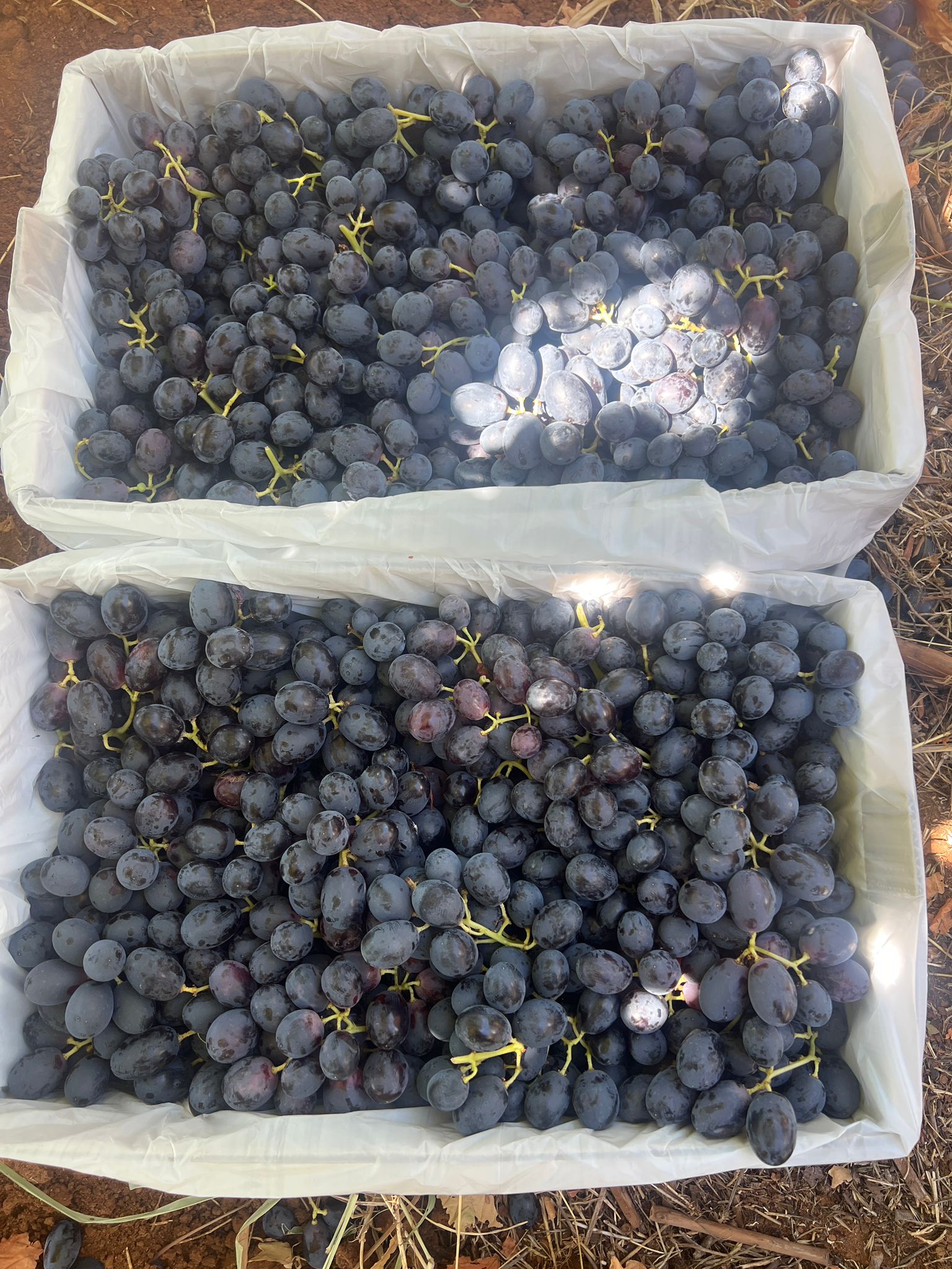 Green Melody Seedless grapes in neat clusters with smooth skin