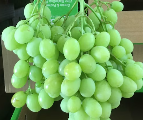 Dark red to black Menindee Seedless grapes in tight, uniform clusters